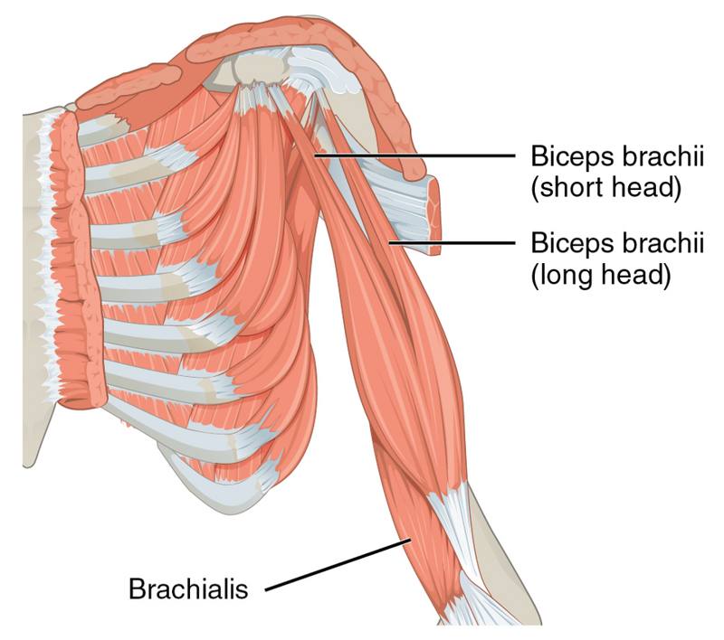 Diagram of the upper arm muscles that move the forearm