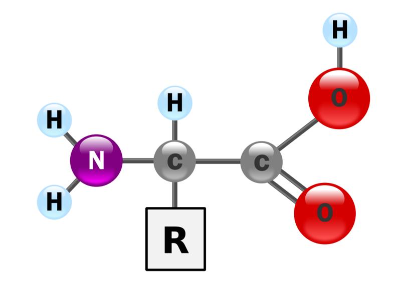 Model of an amino acid, the building block of protein