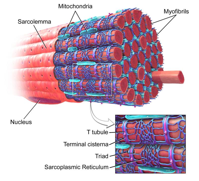 Muscle group guides