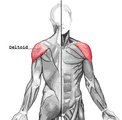 Diagram of the deltoid muscle