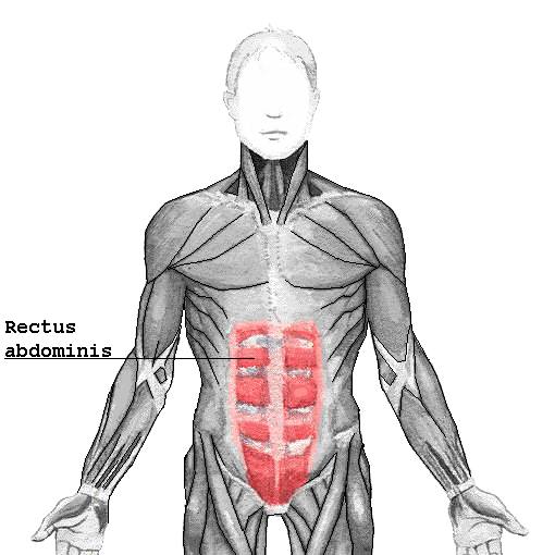 Diagram of the abdominal muscles